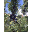 Msa juniperus commun 50ml