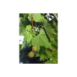 Msa platanus orienta 50ml