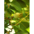 Msa prunus amygdalus 50ml