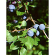 Msa prunus spinosa 50ml