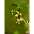 Msa ribes nigrum 50ml