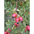 Msa rosa canina 50ml