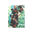 Msa rubus fructicosu 50ml