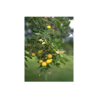 Msa sorbus domestica 50ml
