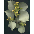 Msa tilia tomentosa 50ml