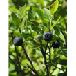 Msa vaccinium myrtil 50ml