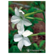 Nicotiana ess 7,4ml calf