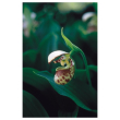 Northen lady's slipper 7,4 ala