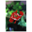 Opium poppy ess 7,4ml alsk