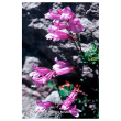 Penstemon ess 7,4ml calf