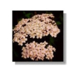 Pink yarrow 15ml korte
