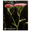 Pink yarrow ess 7,4ml calf