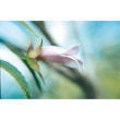 Purple eremophila 15ml aust