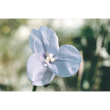 Purple flag flower 15ml aust