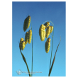Quaking grass ess 7,4ml calf