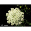 Queen annes lace 7,4ml calf