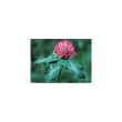 Red clover ess 7,4ml calf