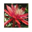Red orange epiphyllum 10ml