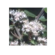 Red root 10ml