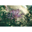 Rose coneflower ess 15ml aust