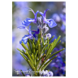 Rosemary essenze floreali californiane 7,4 ml natur