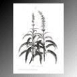 Rugiada salvia 50ml
