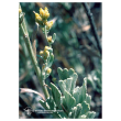 Sagebrush ess 7,4ml calf