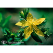 Saint johns wort 7,4ml calf