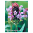 Self heal ess 7,4ml