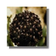 Shadow 15mlcactus