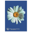 Shasta daisy ess 7,4ml calf