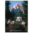 Shasta lily ess 7,4ml