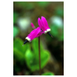 Shooting star 7,4ml alaska