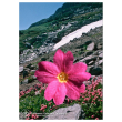 Sierra primrose ess 7,4ml