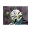Slender rice flo essenza 15ml