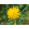 Star thistle ess 7,4ml calf