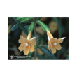 Sticky monkeyflower 7,4ml calf