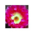 Strawberry cactus 10ml
