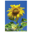 Sunflower 30ml