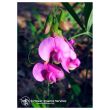 Sweet pea ess 7,4ml calf