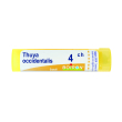 Thuya occident 4ch gr