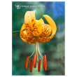 Tiger lily ess 7,4ml calf