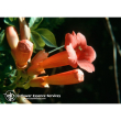 Trumpet vine 30ml