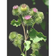 Tsa arctium lappa 50ml