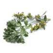 Tsa artemisia absinthium 50ml