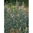 Tsa artemisia vulgaris 50ml