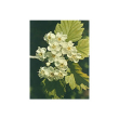 Tsa crataegus oxycanthia 50ml