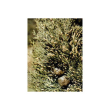 Tsa cupressus sempervirens50ml