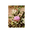 Tsa cynara scolymus 50ml