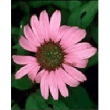 Tsa echinacea angustifolia50ml